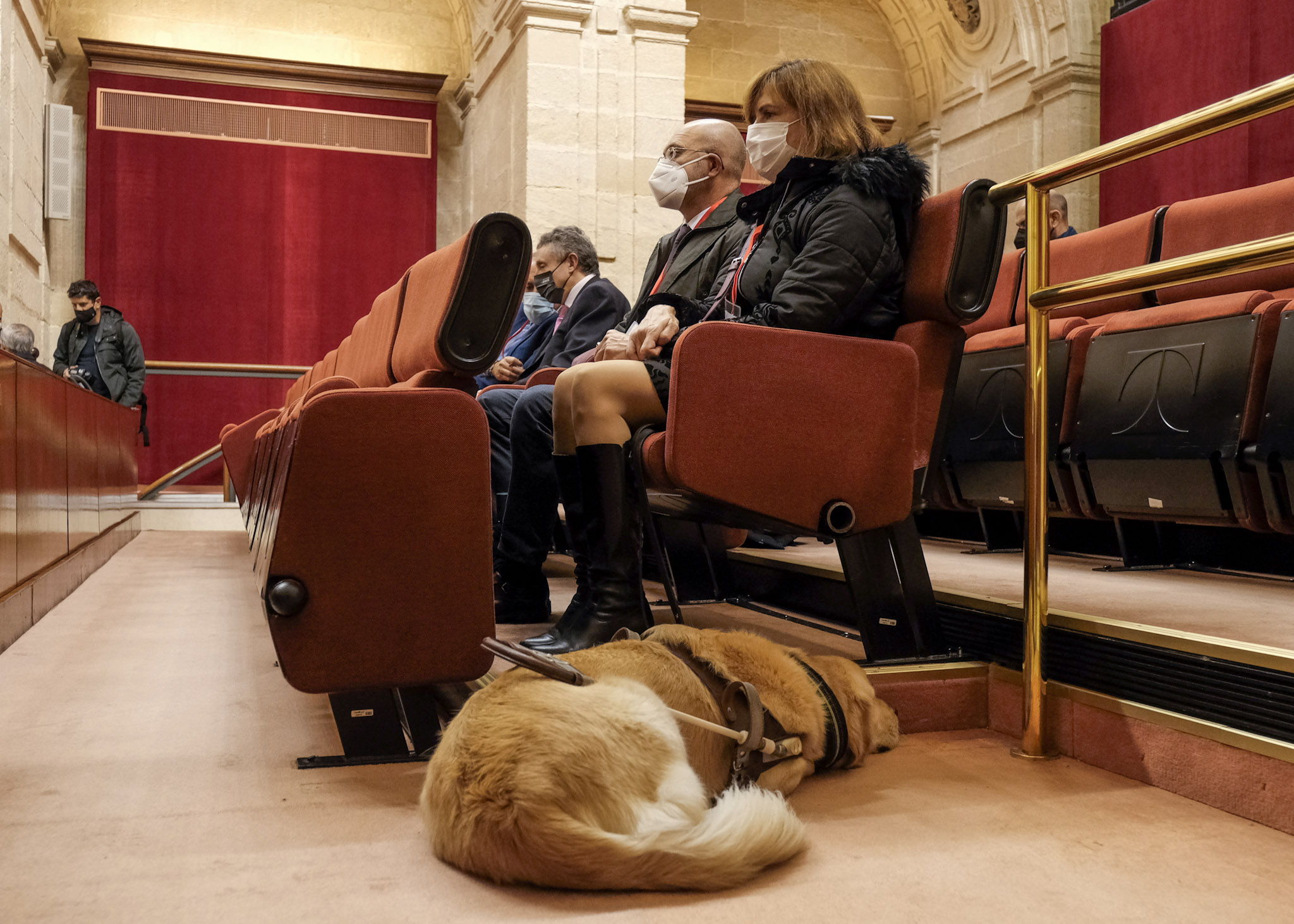   Tribuna de pblico durante el debate del proyecto de ley sobre perros gua